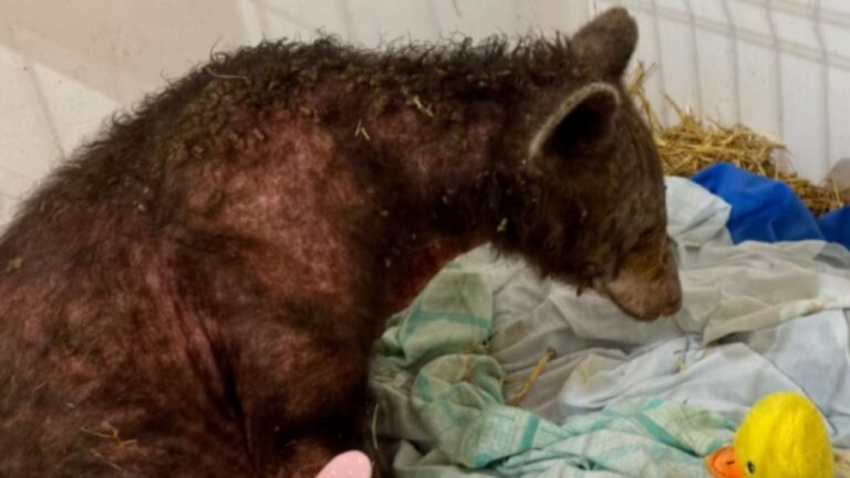 La osa Mina, rescatada del zoológico La Pastora, murió por enfermedad cardiaca crónica avanzada