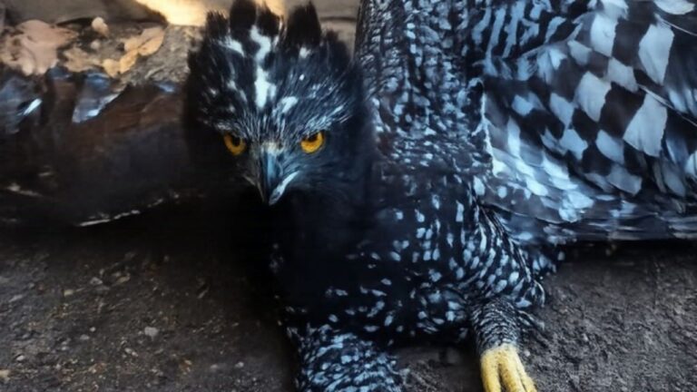 Conanp confirma el primer registro de águila tirana en la Reserva de la Biosfera Sierra Gorda de Querétaro Conanp confirma el primer registro de águila tirana en la Reserva de la Biosfera Sierra Gorda de Querétaro