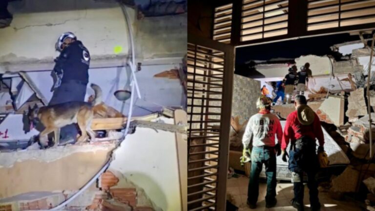 Cairo, el perro de Santa Catarina que salvó una vida entre los escombros de Venezuela