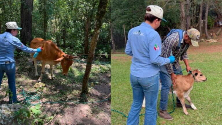 Veterinarios de la Unión Ganadera atienden 19 casos de gusano barrenador en la Sierra de Montemorelos