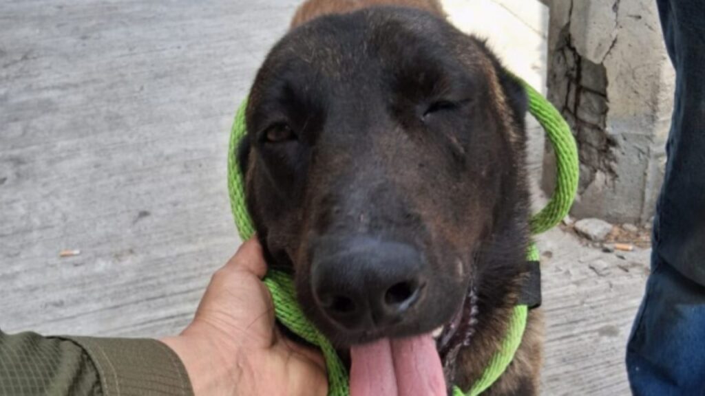 Perro pastor belga rescatado por autoridades ambientales en Apodaca tras ser agredido con machete, presentando lesiones en cola y pata