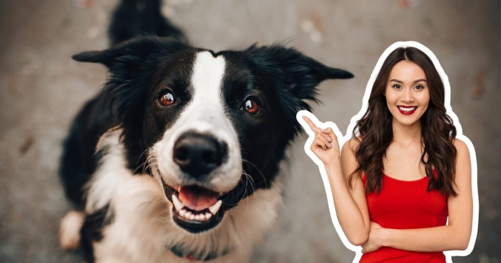 Perros en adopción durante campaña del Día Mundial del Perro en Nuevo León