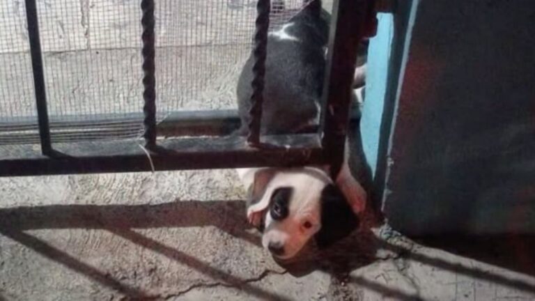 Protección Civil de Guadalupe rescata a una perrita que quedó atrapada entre los barrotes de un barandal Protección Civil de Guadalupe rescata a una perrita que quedó atrapada entre los barrotes de un barandal