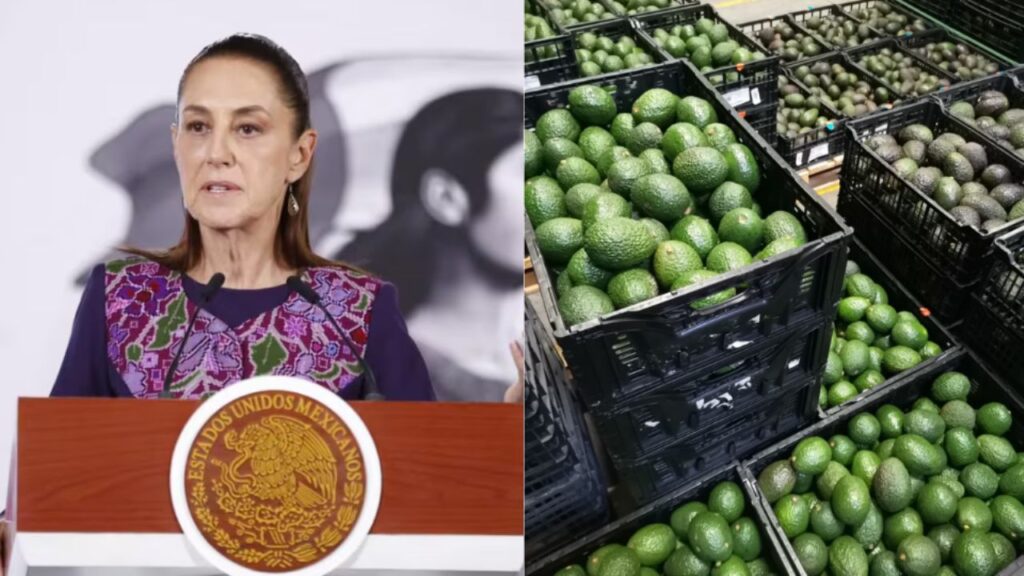 Aguacates mexicanos listos para exportación, cultivo de Michoacán afectado por suspensión de envíos a Estados Unidos